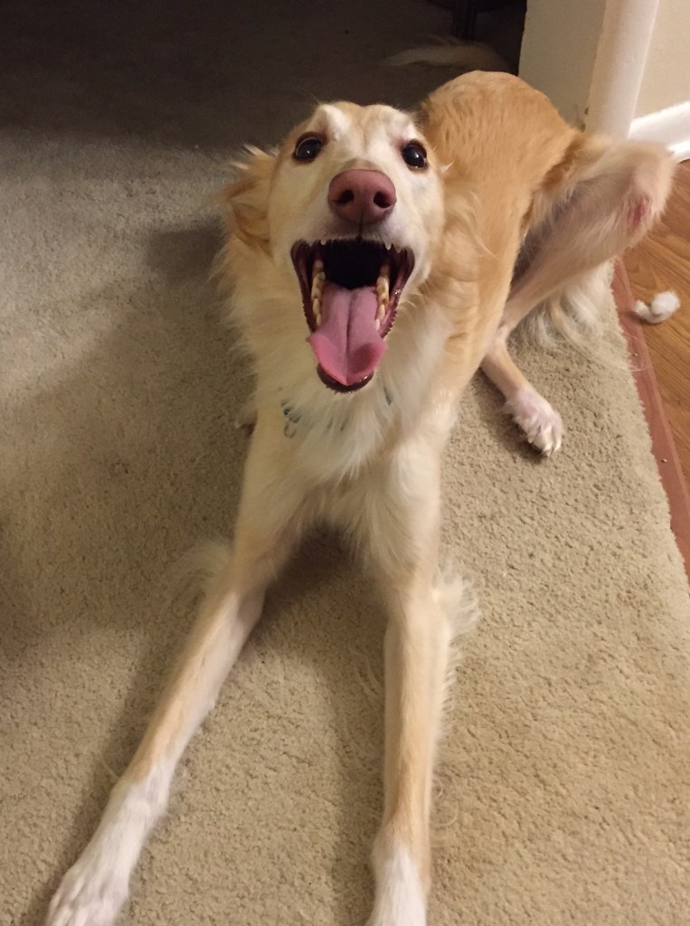 Liam: WindnSatin Ultra Violet