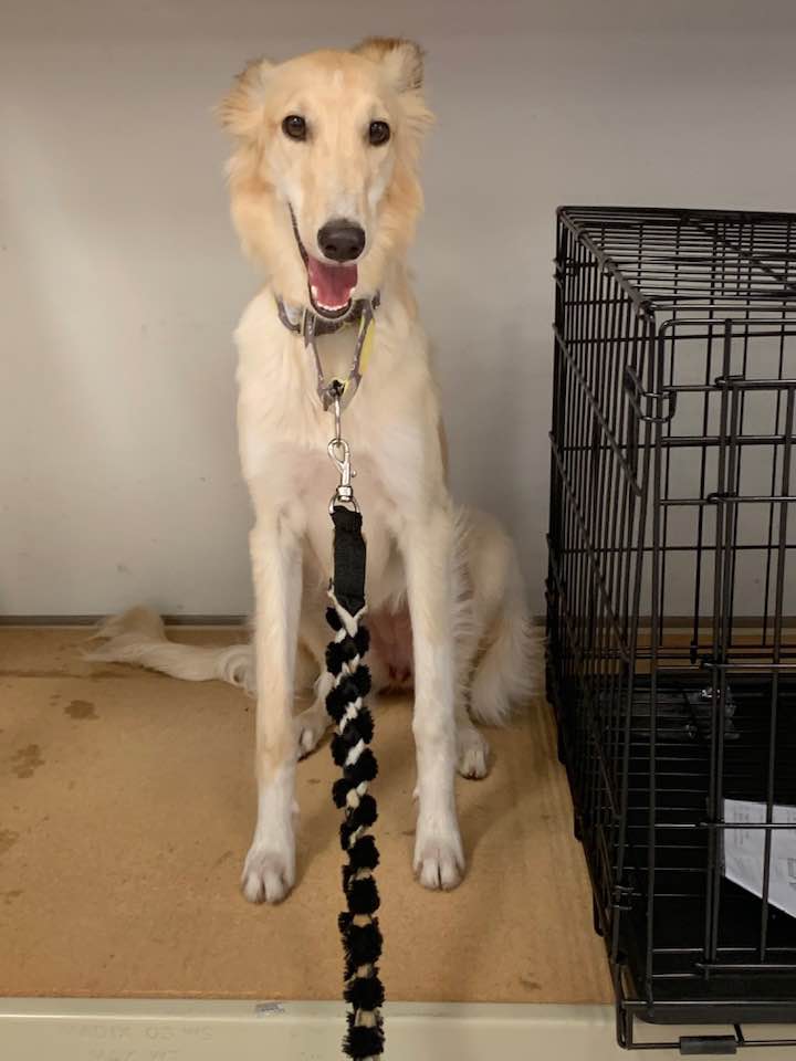 Pretzel: UKC CH Clayborn Sunera Pretzel Bark