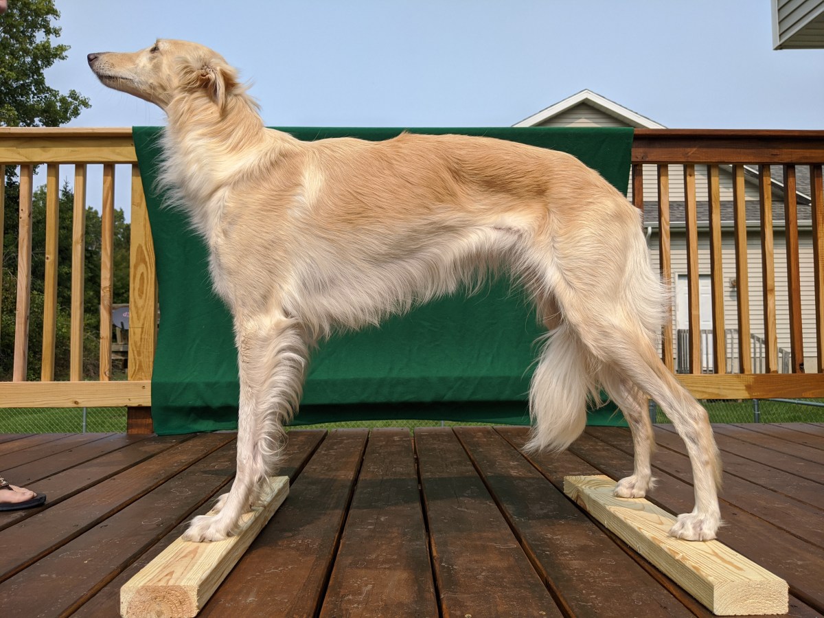 Pretzel is a&nbsp;Champion!