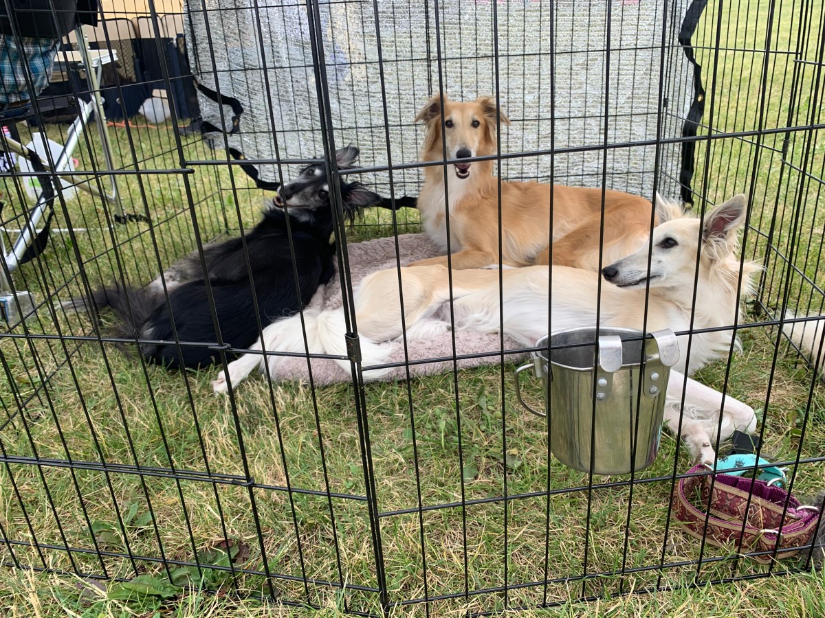 Cassie now has her advanced nosework&nbsp;title